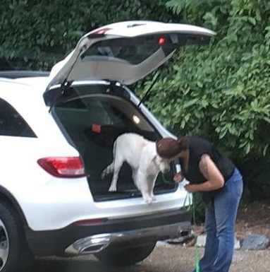 Dog confidently loading into a car during positive reinforcement training