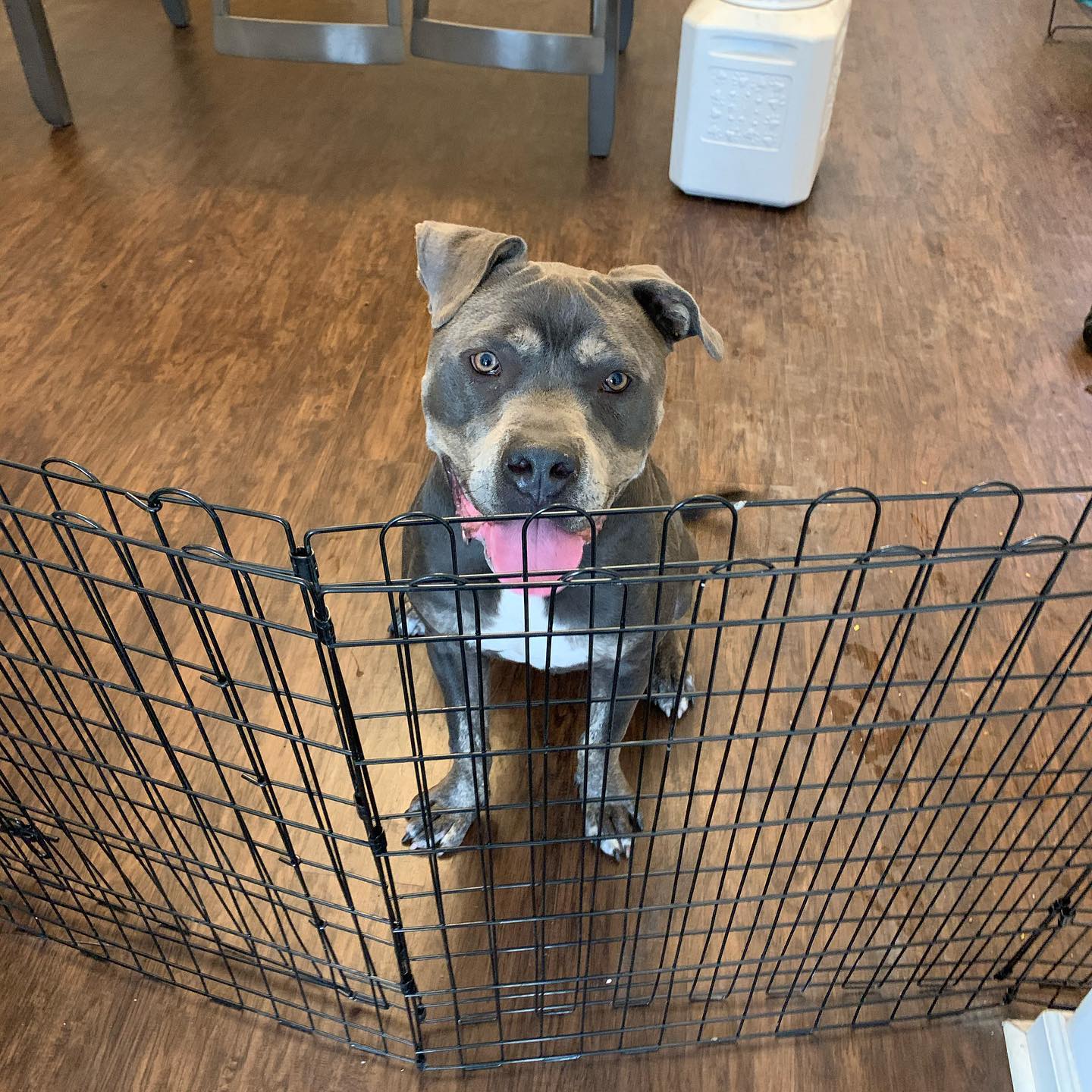 Dog calmly sitting behind exercise pen boundary during in-home day training session with toddler management