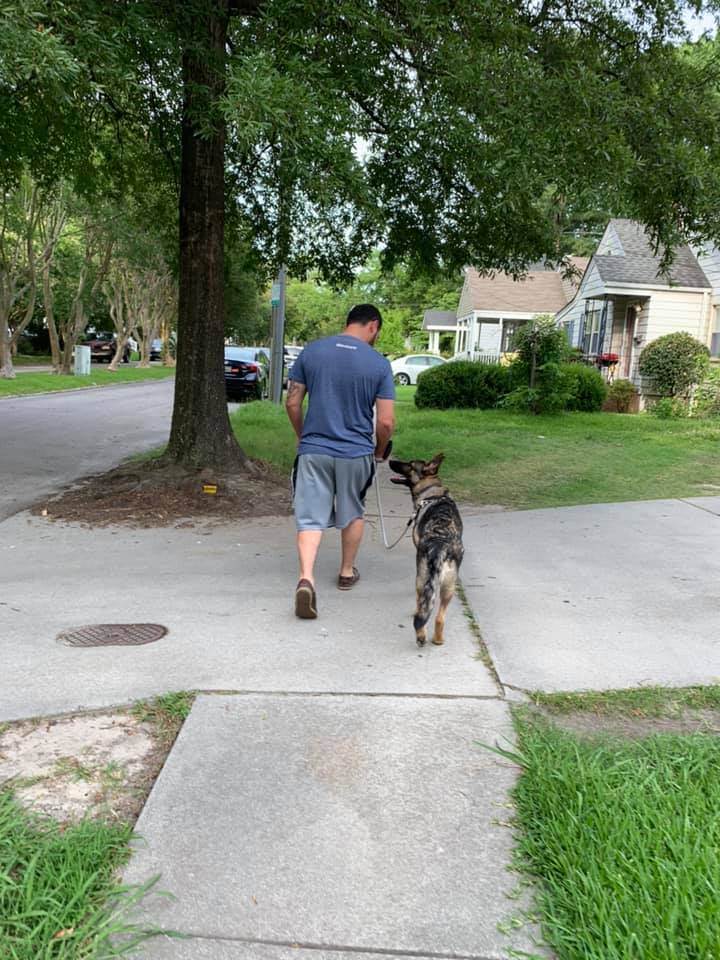 German Shepherd walking calmly on a loose leash during dog training
