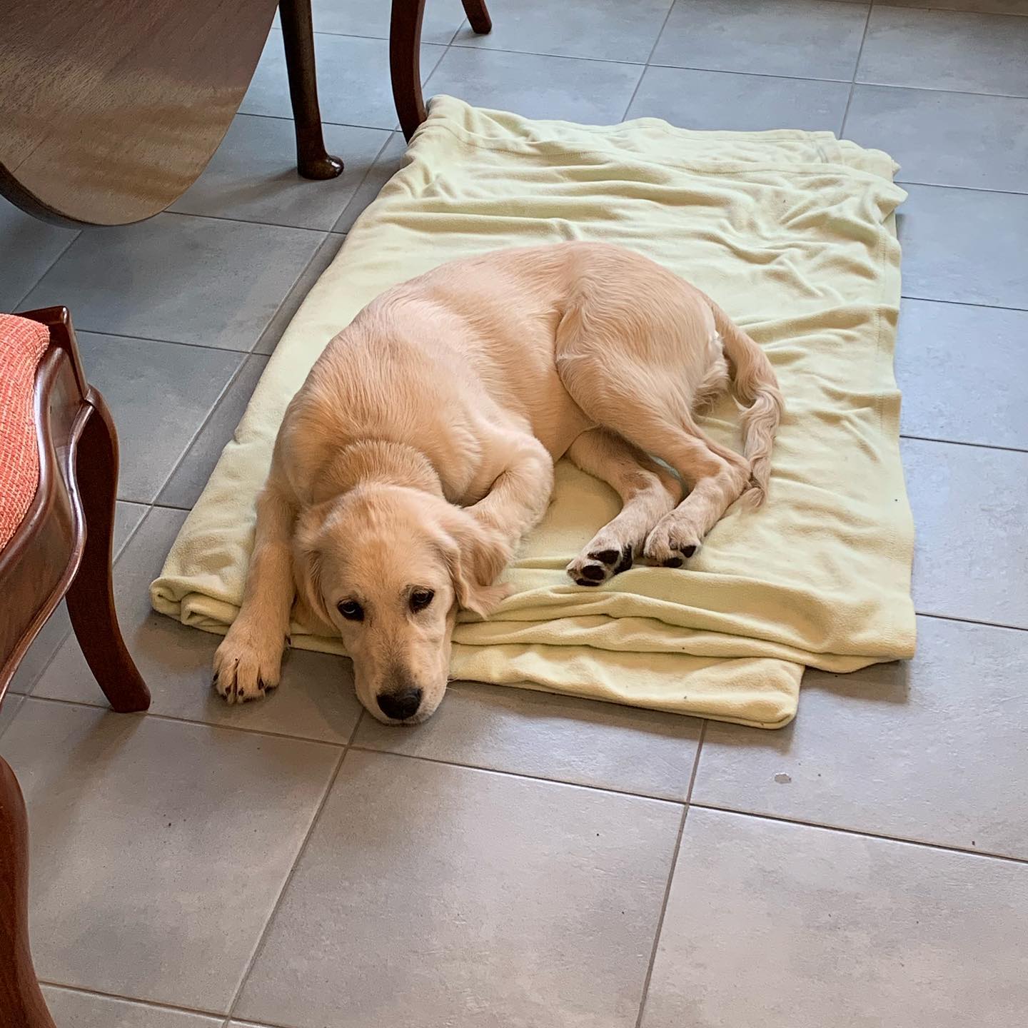 Puppy relaxing calmly on a place mat near the dining table demonstrating early place training and impulse control